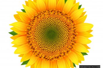 Sunflower Captions for Instagram