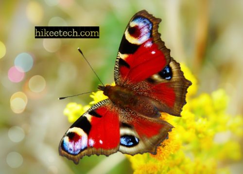 Butterfly Quotes for Instagram Bio