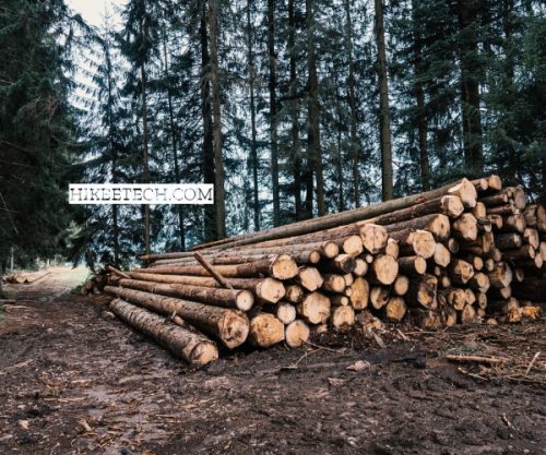 Forestry Quotes and Captions for Instagram Forestry