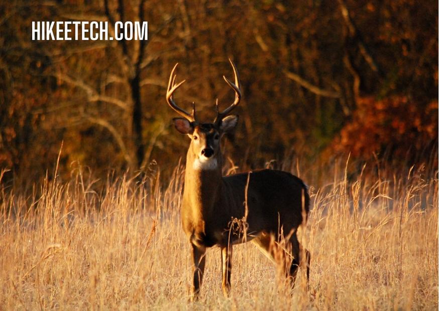 Deer Hunting Captions for Instagram With Quotes